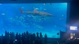 沖縄美ら海水族館に投稿された画像（2023/8/23）