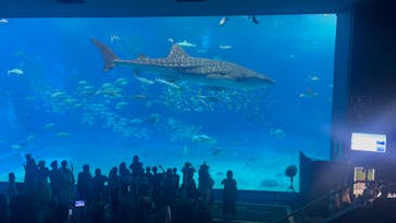 沖縄美ら海水族館に投稿された画像（2023/8/23）