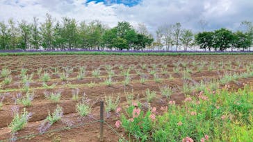 牧歌の里に投稿された画像（2023/8/23）
