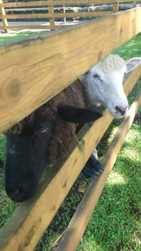 まかいの牧場に投稿された画像（2023/8/23）