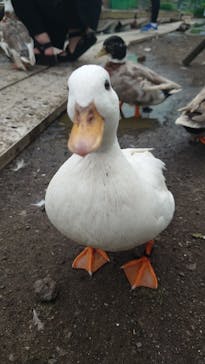 富士花鳥園に投稿された画像（2023/8/23）