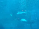 名古屋港水族館に投稿された画像（2023/8/23）