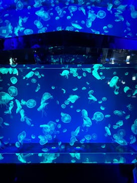 名古屋港水族館に投稿された画像（2023/8/23）