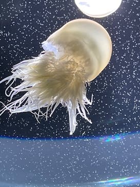 サンシャイン水族館に投稿された画像（2023/8/23）