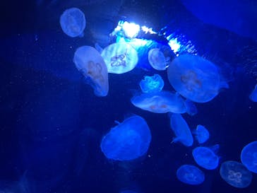 サンシャイン水族館に投稿された画像（2023/8/23）