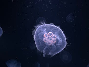 サンシャイン水族館に投稿された画像（2023/8/23）