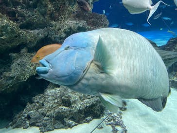 サンシャイン水族館に投稿された画像（2023/8/23）