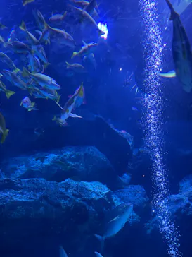 すみだ水族館に投稿された画像（2023/8/23）