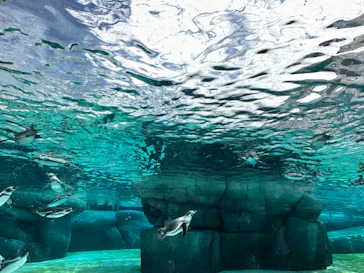 天王寺動物園に投稿された画像（2023/8/23）