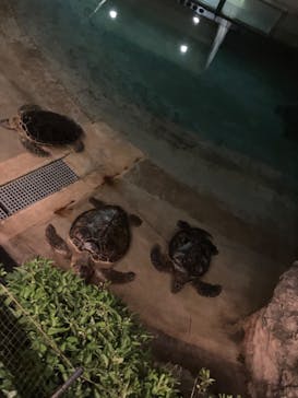 新江ノ島水族館に投稿された画像（2023/8/23）