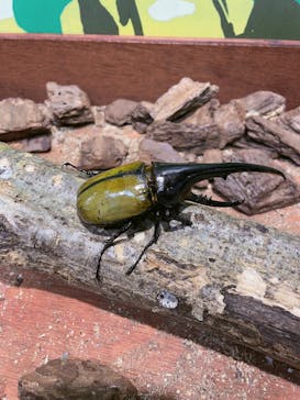 JOYPOLIS 特別イベントスペースに投稿された画像（2023/8/23）