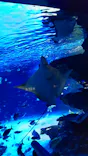 サンシャイン水族館に投稿された画像（2023/8/23）