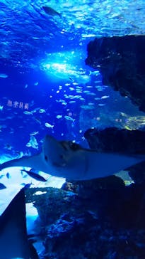 サンシャイン水族館に投稿された画像（2023/8/23）
