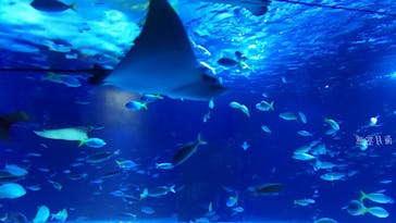 サンシャイン水族館に投稿された画像（2023/8/23）