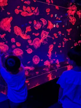 名古屋港水族館に投稿された画像（2023/8/23）