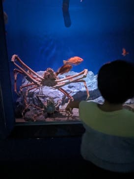 名古屋港水族館に投稿された画像（2023/8/23）