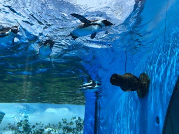 サンシャイン水族館に投稿された画像（2023/8/23）