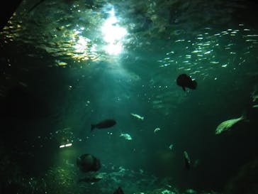 新江ノ島水族館に投稿された画像（2023/8/23）