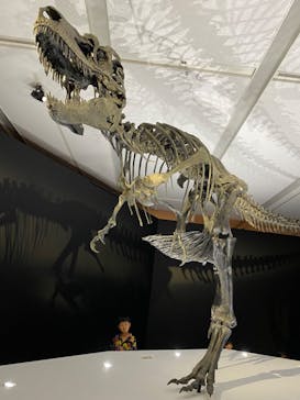 DinoScience 恐竜科学博 2023@TOKYO MIDTOWNに投稿された画像（2023/8/23）