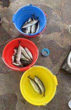 城崎マリンワールドに投稿された画像（2023/8/23）