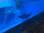 上越市立水族博物館 うみがたりに投稿された画像（2023/8/24）