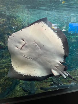 上越市立水族博物館 うみがたりに投稿された画像（2023/8/23）