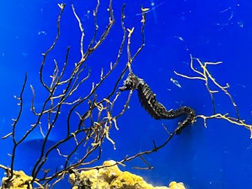 上越市立水族博物館 うみがたりに投稿された画像（2023/8/23）