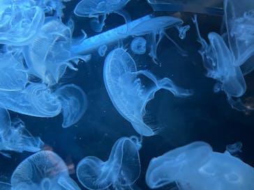 上越市立水族博物館 うみがたりに投稿された画像（2023/8/23）