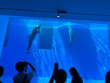 上越市立水族博物館 うみがたりに投稿された画像（2023/8/23）