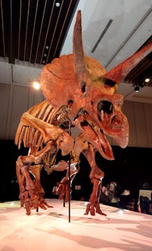 DinoScience 恐竜科学博 2023@TOKYO MIDTOWNに投稿された画像（2023/8/24）