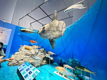 特別展「海　―生命のみなもと―」（国立科学博物館）に投稿された画像（2023/8/24）