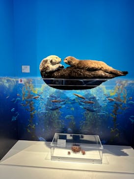 特別展「海　―生命のみなもと―」（国立科学博物館）に投稿された画像（2023/8/24）