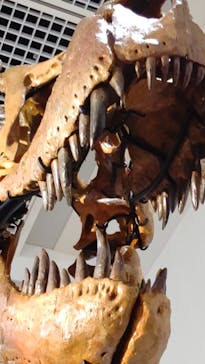 大阪市立自然史博物館に投稿された画像（2023/8/24）