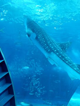 沖縄美ら海水族館に投稿された画像（2023/8/24）