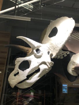 福井県立恐竜博物館に投稿された画像（2023/8/24）