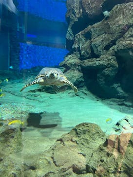 名古屋港水族館に投稿された画像（2023/8/24）