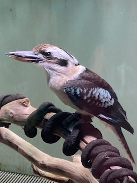 カワスイ 川崎⽔族館に投稿された画像（2023/8/24）