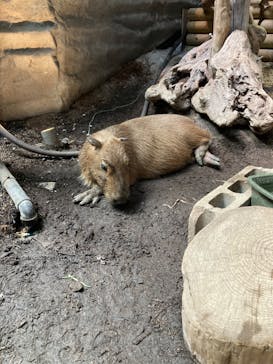 カワスイ 川崎⽔族館に投稿された画像（2023/8/24）