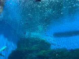 仙台うみの杜水族館に投稿された画像（2023/8/24）