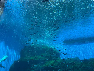 仙台うみの杜水族館に投稿された画像（2023/8/24）