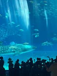 沖縄美ら海水族館に投稿された画像（2023/8/24）