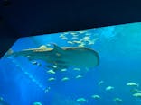 沖縄美ら海水族館に投稿された画像（2023/8/24）