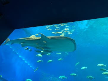 沖縄美ら海水族館に投稿された画像（2023/8/24）