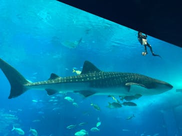 沖縄美ら海水族館に投稿された画像（2023/8/24）