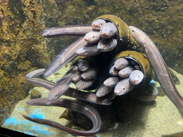 仙台うみの杜水族館に投稿された画像（2023/8/24）