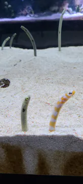 すみだ水族館に投稿された画像（2023/8/24）