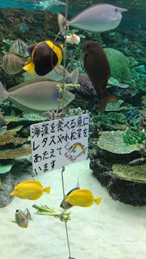 名古屋港水族館に投稿された画像（2023/8/24）