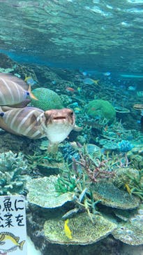 名古屋港水族館に投稿された画像（2023/8/24）