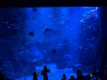 京都水族館に投稿された画像（2023/8/24）