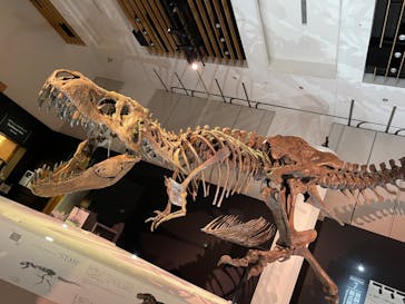 DinoScience 恐竜科学博 2023@TOKYO MIDTOWNに投稿された画像（2023/8/24）